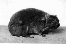 hyrax - any of several small ungulate mammals of Africa and Asia with rodent-like incisors and feet with hooflike toes