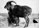 audad - wild sheep of northern Africa