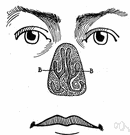 turbinate bone - any of the scrolled spongy bones of the nasal passages in man and other vertebrates
