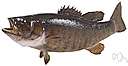 bass - any of various North American freshwater fish with lean flesh (especially of the genus Micropterus)