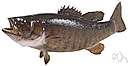 freshwater bass - any of various North American freshwater fish with lean flesh (especially of the genus Micropterus)