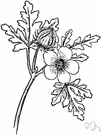 flowers-of-an-hour - annual weedy herb with ephemeral yellow purple-eyed flowers