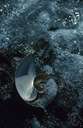 family Akeridae - bubble shells