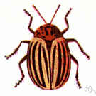 Leptinotarsa - Colorado potato beetles