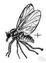 blackfly - small blackish stout-bodied biting fly having aquatic larvae