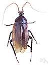 Blattidae - domestic cockroaches