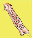 tunic - an enveloping or covering membrane or layer of body tissue