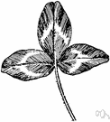 shamrock - clover native to Ireland with yellowish flowers