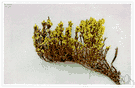 false heather - North American decumbent evergreen heathlike plant with yellow flowers