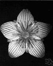 Saxifragaceae - a large and diverse family of evergreen or deciduous herbs