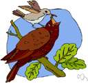true warbler - small active brownish or greyish Old World birds