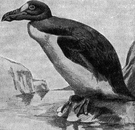 Pinguinus impennis - large flightless auk of rocky islands off northern Atlantic coasts