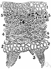 rhizoid - any of various slender filaments that function as roots in mosses and ferns and fungi etc