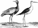 bustard - large heavy-bodied chiefly terrestrial game bird capable of powerful swift flight