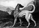 wolfhound - the largest breed of dogs