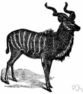 Tragelaphus - African antelopes: kudus