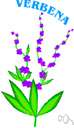 verbena - any of numerous tropical or subtropical American plants of the genus Verbena grown for their showy spikes of variously colored flowers