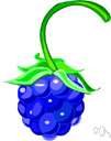 acinus - one of the small drupes making up an aggregate or multiple fruit like a blackberry