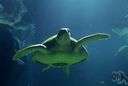 bastard turtle - grey sea turtle of the Atlantic and Gulf Coasts of North America
