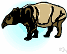 tapir - large inoffensive chiefly nocturnal ungulate of tropical America and southeast Asia having a heavy body and fleshy snout