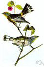 genus Dendroica - a genus of Parulidae