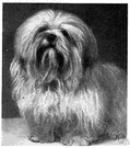 Lhasa apso - a breed of terrier having a long heavy coat raised in Tibet as watchdogs