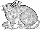 Oryctolagus - Old World rabbits