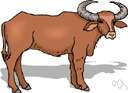 water ox - an Asian buffalo that is often domesticated for use as a draft animal