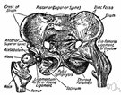 hip socket - the socket part of the ball-and-socket joint between the head of the femur and the innominate bone