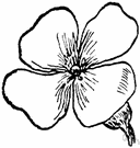 genus Hesperis - biennial or perennial erect herbs having nocturnally fragrant flowers