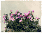 moss pink - low wiry-stemmed branching herb or southern California having fringed pink flowers