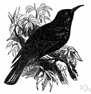 honey eater - Australasian bird with tongue and bill adapted for extracting nectar