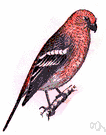 Pine grosbeak - large grosbeak of coniferous forests of Old and New Worlds