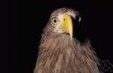 eagle - any of various large keen-sighted diurnal birds of prey noted for their broad wings and strong soaring flight