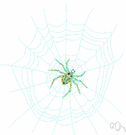 Argiopidae - spiders that spin orb webs