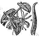 vanilla - a distinctive fragrant flavor characteristic of vanilla beans