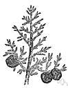 Cupressus arizonica - Arizona timber tree with bluish silvery foliage