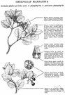 manzanita - chiefly evergreen shrubs of warm dry areas of western North America