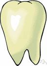 enamel - hard white substance covering the crown of a tooth
