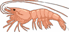 prawn - any of various edible decapod crustaceans
