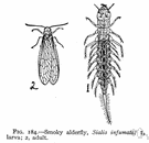 Sialis lutaria - dark-colored insect having predaceous aquatic larvae