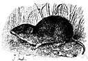 prairie vole - typical vole of the extended prairie region of central United States and southern Canada