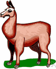 llama - wild or domesticated South American cud-chewing animal related to camels but smaller and lacking a hump