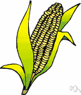 corn - ears of corn that can be prepared and served for human food