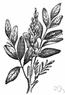 Glycyrrhiza - sticky perennial Eurasian herbs