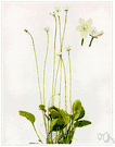 Parnassia - any of various usually evergreen bog plants of the genus Parnassia having broad smooth basal leaves and a single pale flower resembling a buttercup