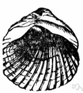 Cardium edule - common edible European cockle