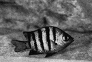 Abudefduf - damsel fishes