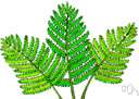 acrogen - any flowerless plant such as a fern (pteridophyte) or moss (bryophyte) in which growth occurs only at the tip of the main stem