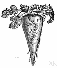 sugar beet - form of the common beet having a sweet white root from which sugar is obtained
